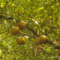 Xylocarpus granatum J.Koenig